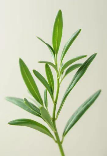 Kuivatatud estragon ja jahvatatud estragonipulber köögipinnal